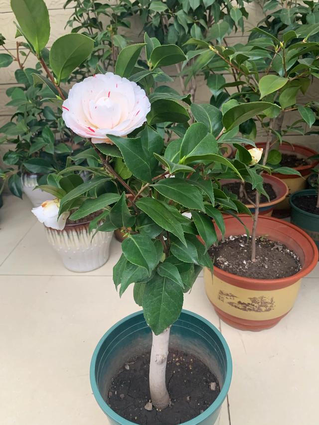 茶花的品种及价格，茶花的品种大全介绍