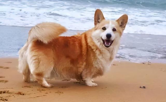 狗狗摇尾巴表示啥意思，狗狗在不同情况的摇尾巴