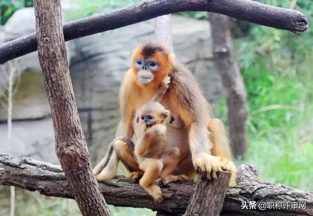 8.4号南京免费开放的景点，南京有这11家景点限时免费开放