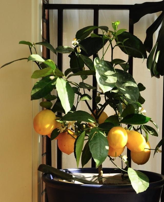 最适合家庭净化空气的花，17种公认的养人花