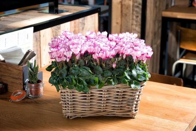 准备好迎接兔精灵，仙客来什么时候开花花期多长时间