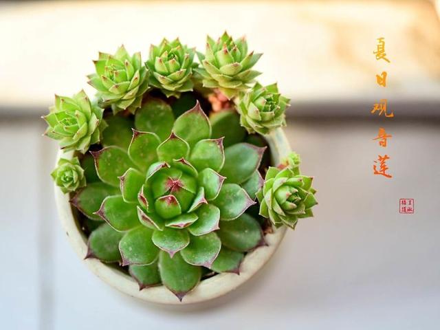 多肉故事与美图欣赏，多肉故事之一颗巧克力方砖的完美逆袭