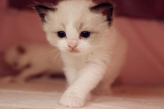 猫咪常见的品种有哪些，常见的6种猫咪种类外形和性格分析