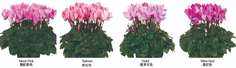 准备好迎接兔精灵，仙客来什么时候开花花期多长时间