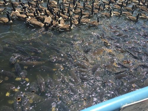 澳大利亚有些什么特产值得买，你不知道的国家冷知识