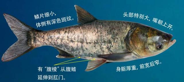 最常见的淡水鱼都有哪种，最常见的淡水鱼