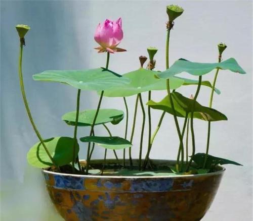 睡莲养室内能开花吗，睡莲也能养家里