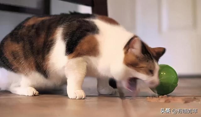 绿萝对猫有毒吗，猫咪吃了一口绿萝