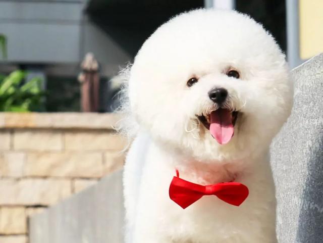 泰迪小时候图片，怎么在小时候区分比熊与泰迪（养猪高手当主人的后果）