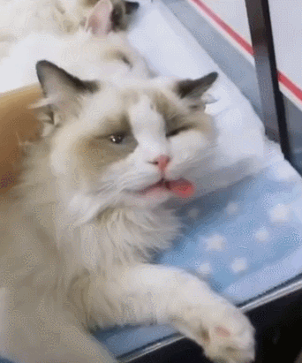 猫咪最长能活多久，，猫猫和人类年龄详细的换算表