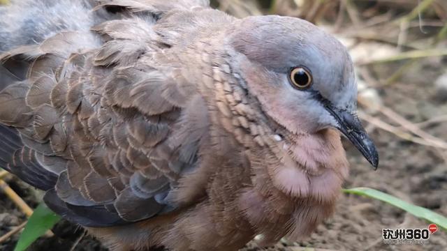 野生的咕咕鸟吃果实还是泡水喝，咕咕咕咕咕咕