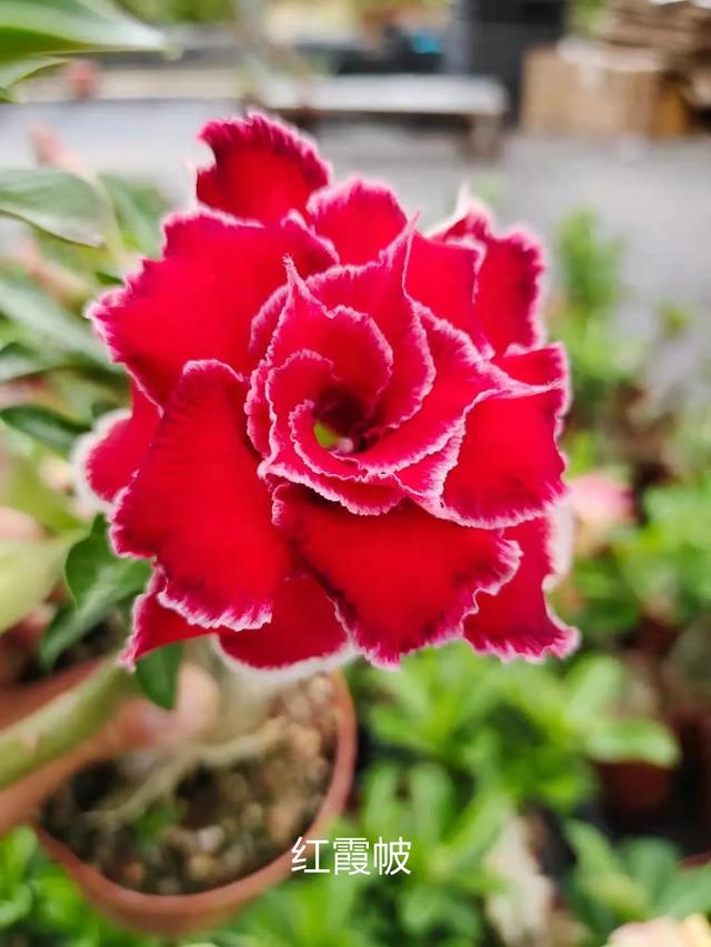 沙漠玫瑰怎么养，沙漠玫瑰的养殖方法多久能开花（真正会养的只需做5点）