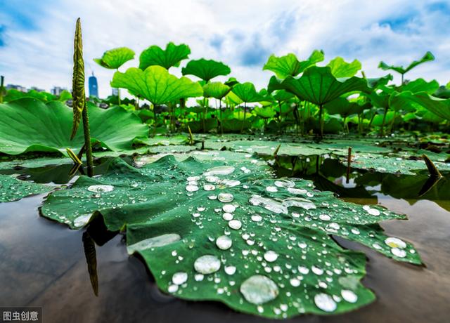 莲藕是根还是茎，莲藕可食用的部分是根还是茎（莲藕的孔洞太多）