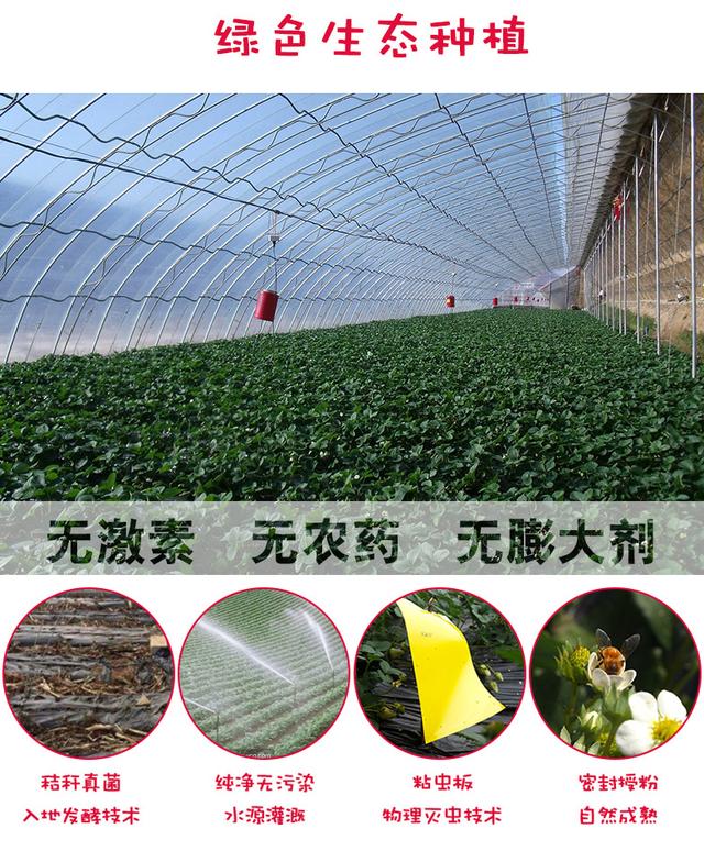丹东草莓图库，草莓在我国栽培还没有100年