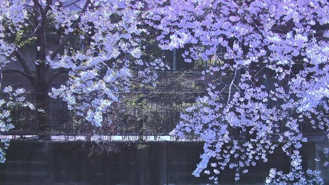花与爱丽丝剧情深度解析，花与爱丽丝从叙事