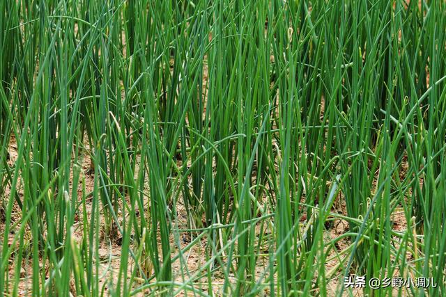 种植小葱技巧，用3个简单的小方法