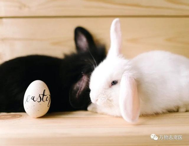 宠物兔可以吃吗，宠物兔养太大了能吃吗