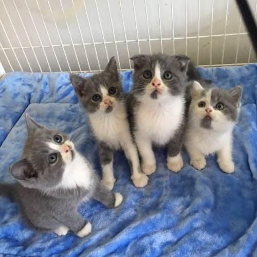 英短蓝白猫五个月特征，繁育圈里面的英短有哪几种