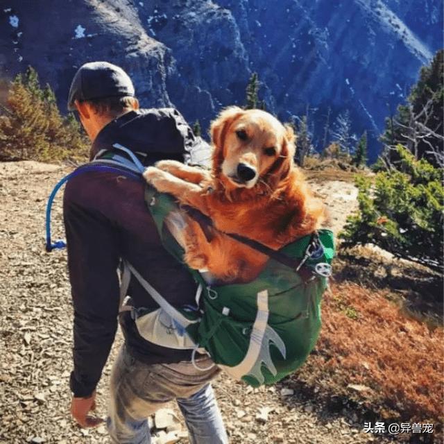 少数民族抬狗节，全世界最宠狗的民族