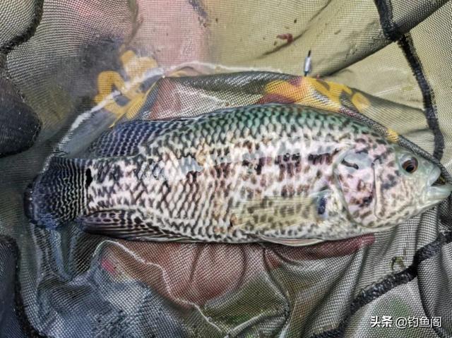 常吃的鱼有哪些，常见的45种食用鱼大全