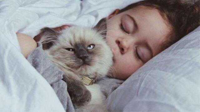 养猫的人容易得什么病，养猫容易得什么病（网友：我得了好几种病）