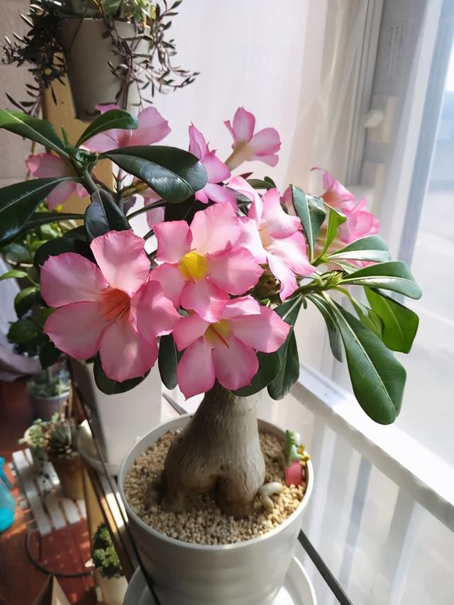 沙漠玫瑰怎么养，沙漠玫瑰的养殖方法多久能开花（真正会养的只需做5点）