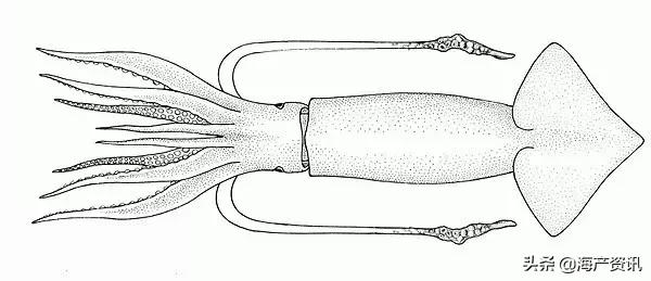 笔管蛸和鱿鱼的区别，硬核科普超详细解读笔管