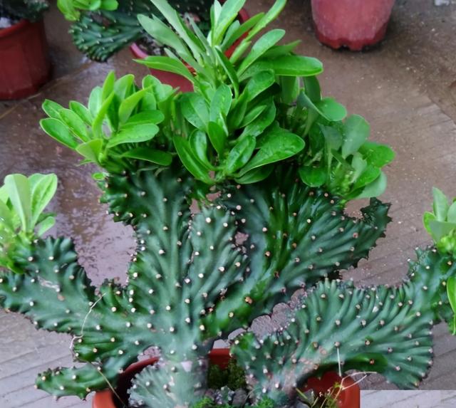 多肉植物怎么养有毒吗，多肉植物会致幻，再也不能养了