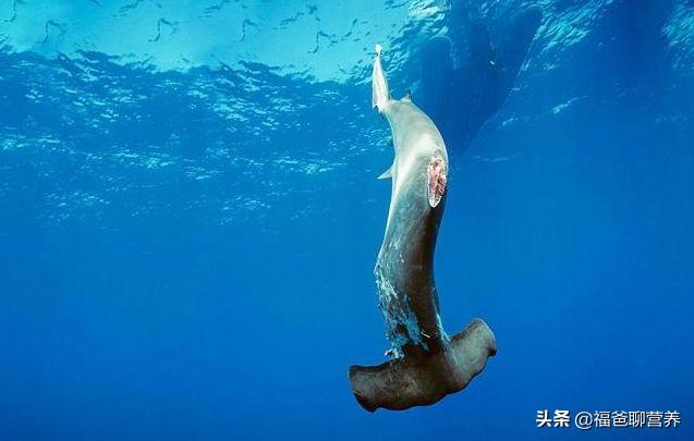 鱼翅的种类和做法，美食做法——红炖鱼翅