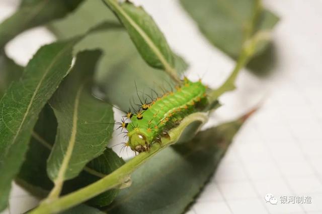 有哪些常见的飞蛾，自然记录蛾生一瞬