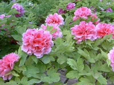 牡丹花品种大全，牡丹花的养殖方法