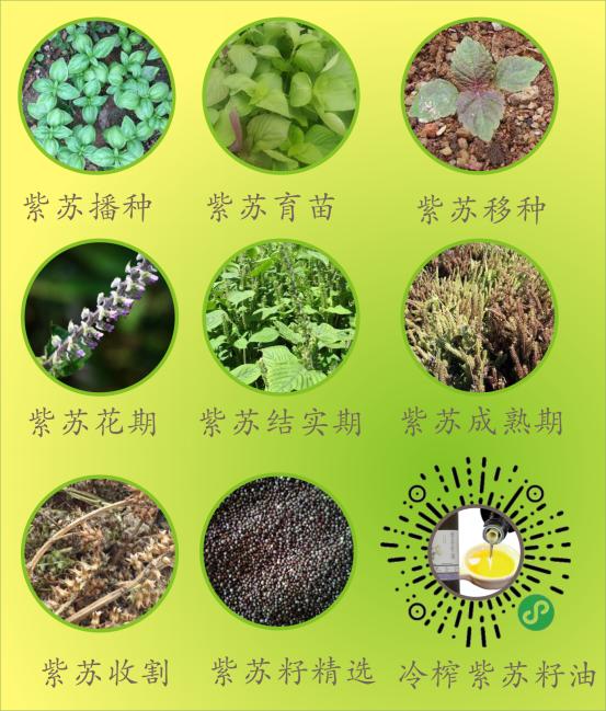 紫苏籽能做油吗，家常凉拌必备油