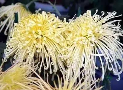 花语代表治愈的花，100种花的花语养养眼