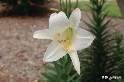 养猫可以养什么花，养猫需要买什么花