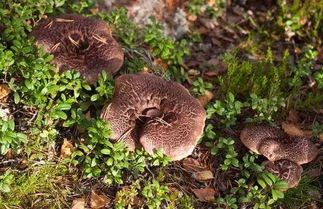 云南最好吃的野生菌在哪，中国最浪漫城市非她莫属