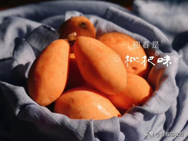时令水果东山枇杷，果树上成熟的味道
