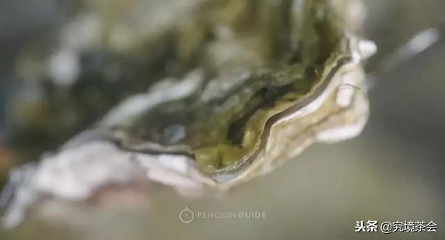 生蚝怎么做才好吃，美味留得住生蚝的9种做法（生蚝还是这样做好吃）