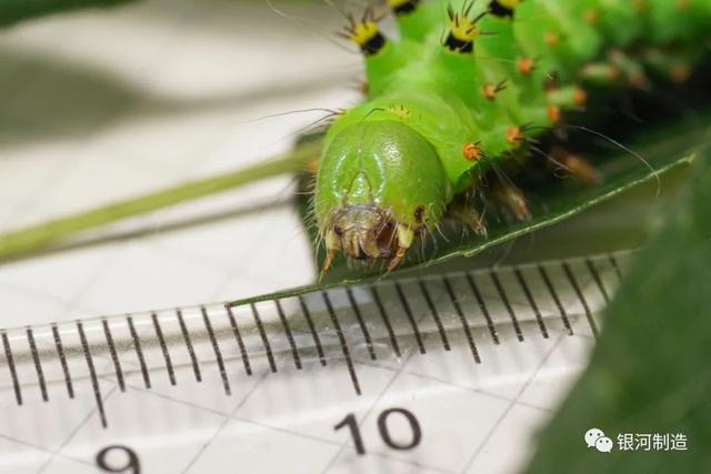 有哪些常见的飞蛾，自然记录蛾生一瞬