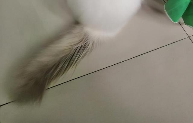 猫猫为啥会有皮肤病，猫猫疾病四你对猫猫的疾病知多少