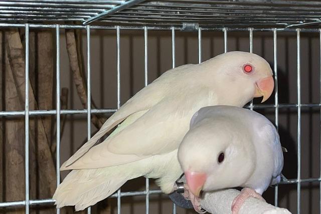 牡丹鹦鹉品种介绍大全，面类牡丹鹦鹉的所有品种