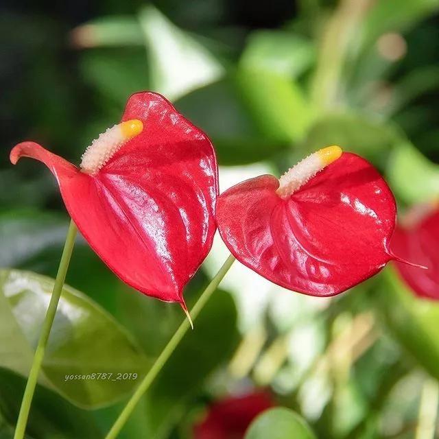 年宵花卉有哪些，必入手的5种年宵花（最热门的10种年宵花）