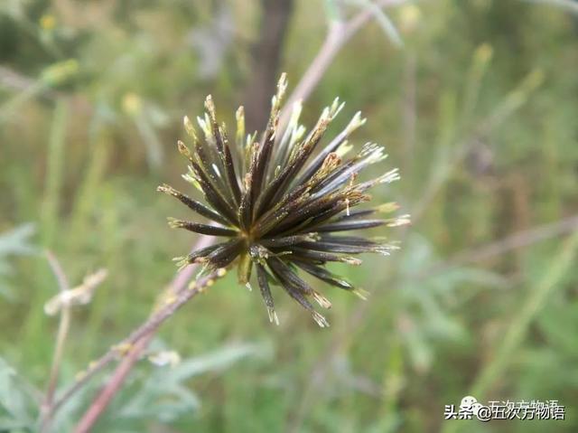 种的植物为什么有刺，浅谈植物的“刺”