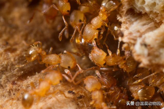 动物分娩比人类更容易，动物繁殖只能靠雌雄共同努力