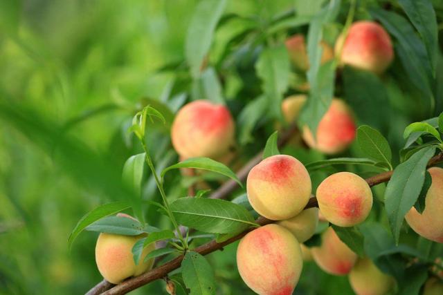 桃核是辟邪还是招鬼，桃子的桃核可以辟邪吗（我的文玩新宠——桃核手串）