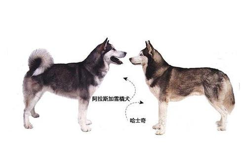 阿拉斯加犬与哈士奇，阿拉斯加犬与哈士奇的区别是什么（为你解读五个哈士奇和阿拉斯加的区别）