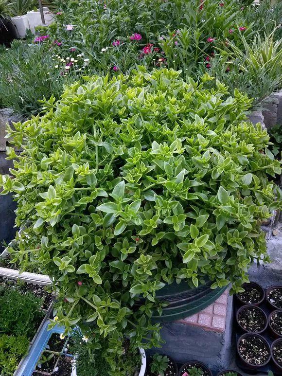 庭院中种什么爬藤花，院子里如果想搭设花廊架