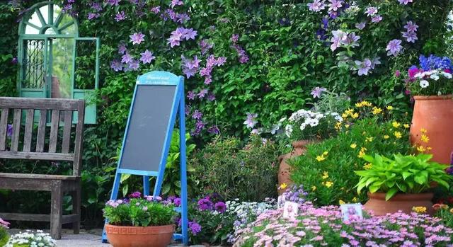 花很香又漂亮的藤蔓植物，12种开花藤蔓植物