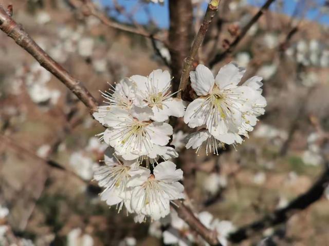 清明适合赏花的地方，纷纷春雨过后是最美人间四月天