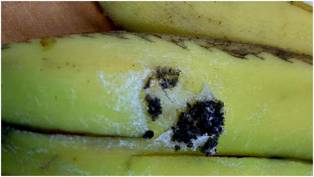 世界上最毒蜘蛛都生活在哪，千只第一剧毒蜘蛛藏身香蕉