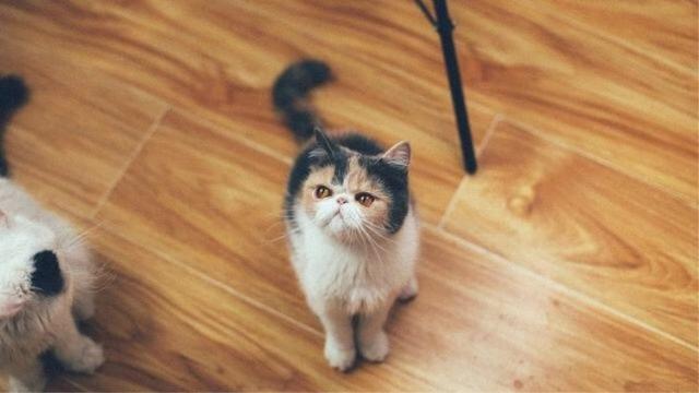 养猫的人容易得什么病，养猫容易得什么病（网友：我得了好几种病）